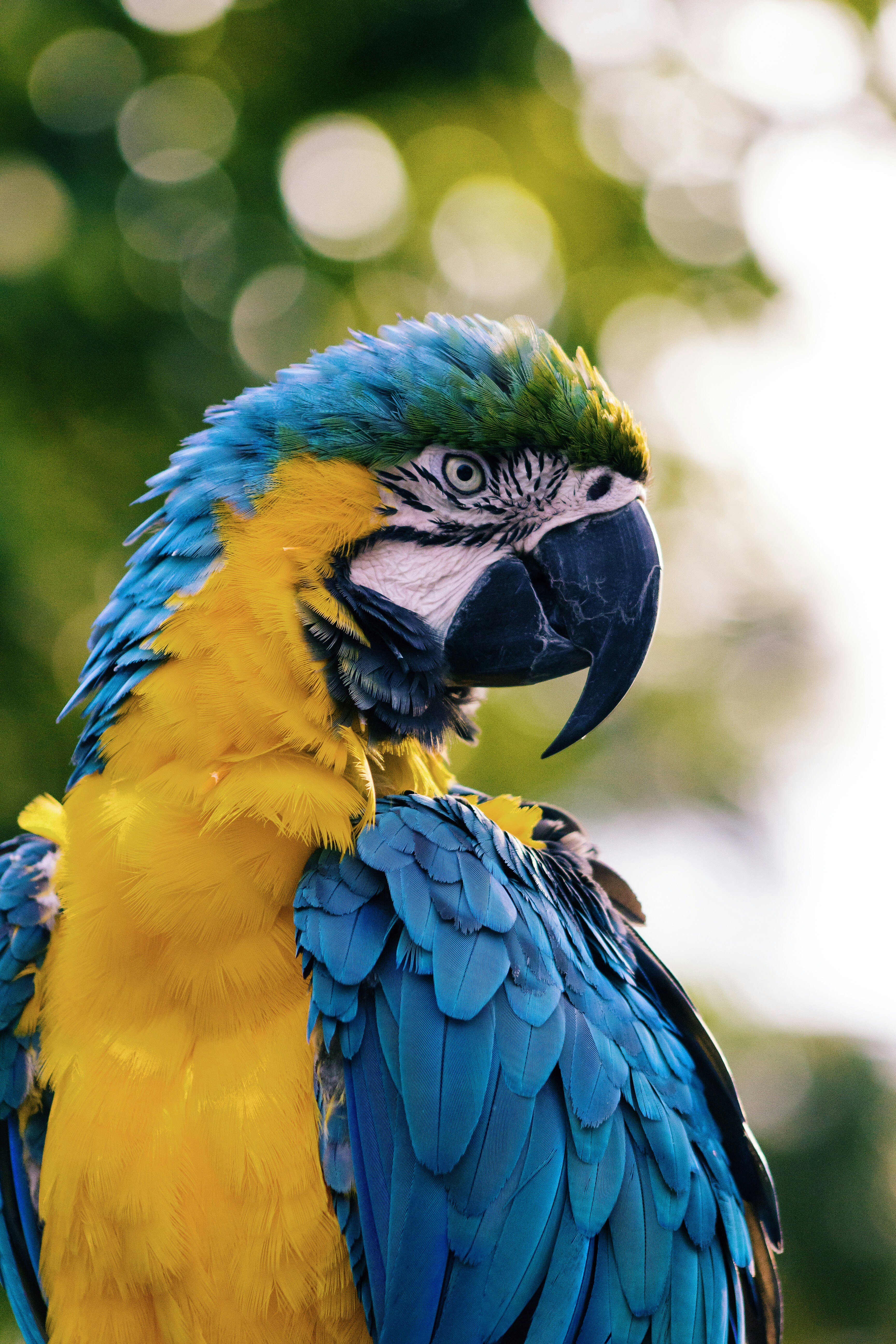 picture of a macaw parrot